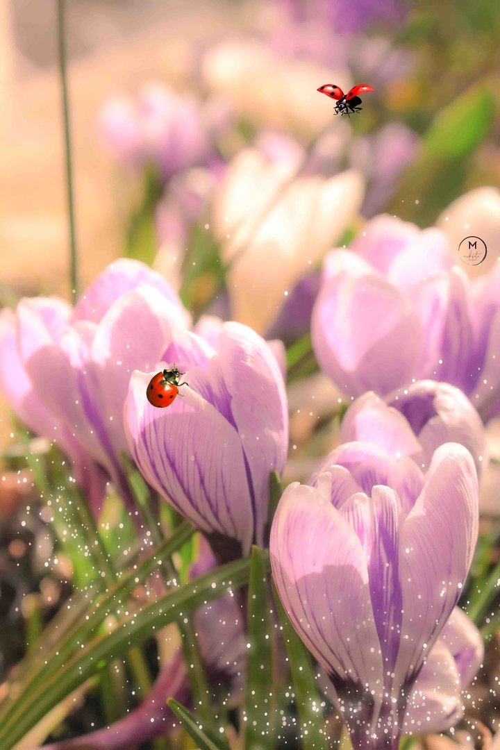 Crocus