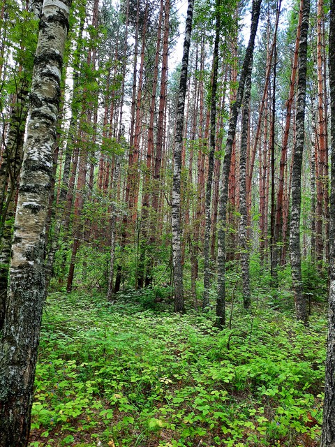 woodland, 樹林桌布