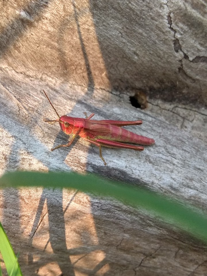 Grasshopper