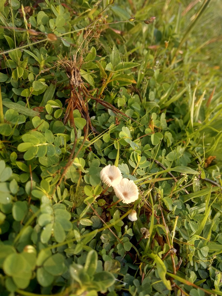 grass