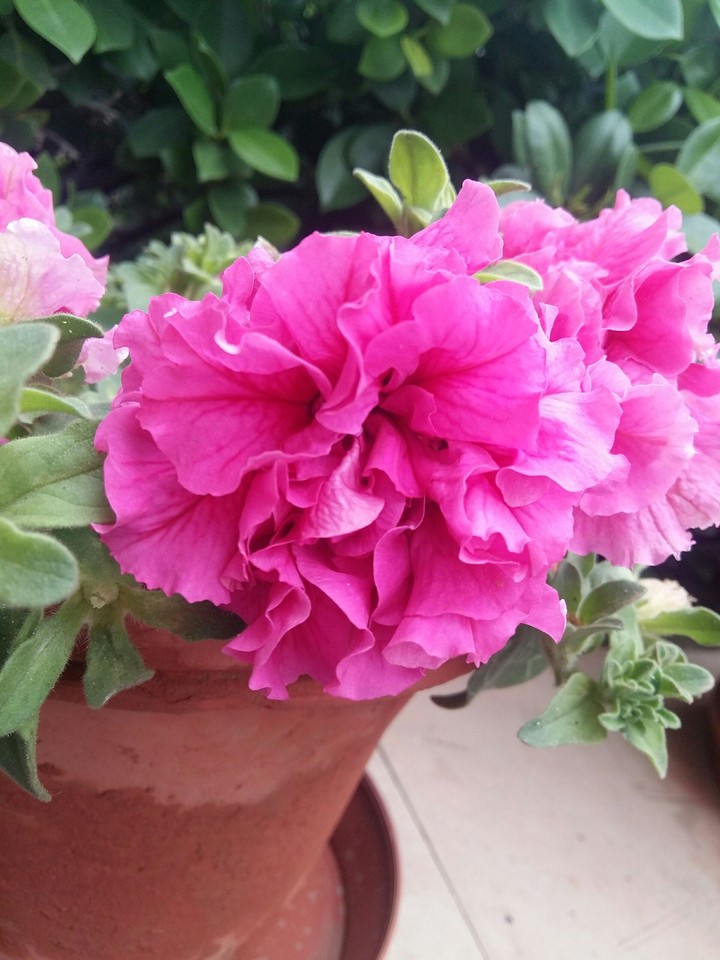 flower