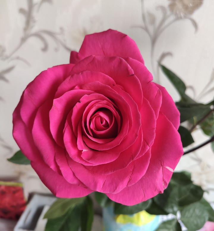 rose