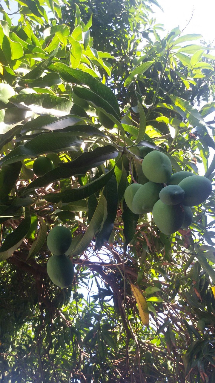 Green mango!!!