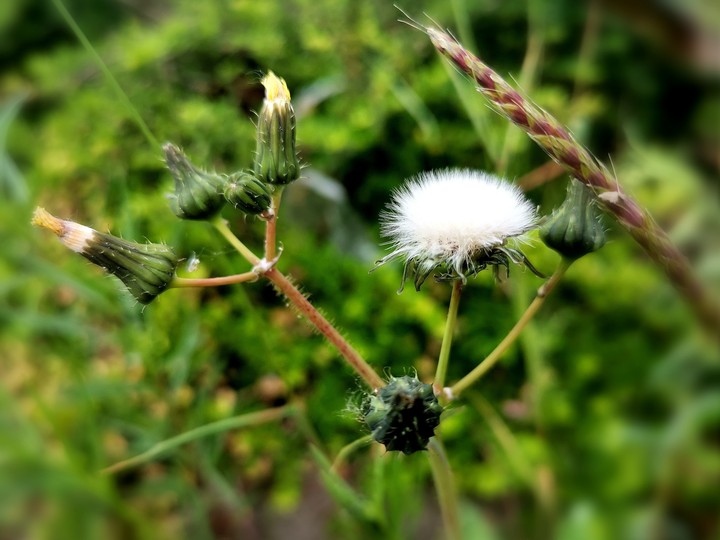 Blumen