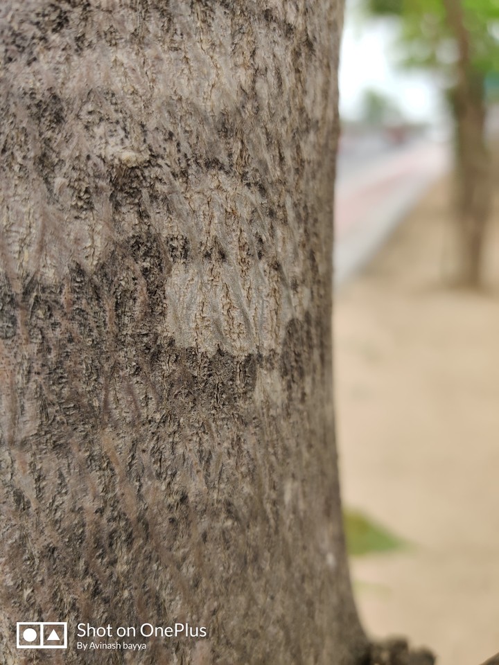 branch of life