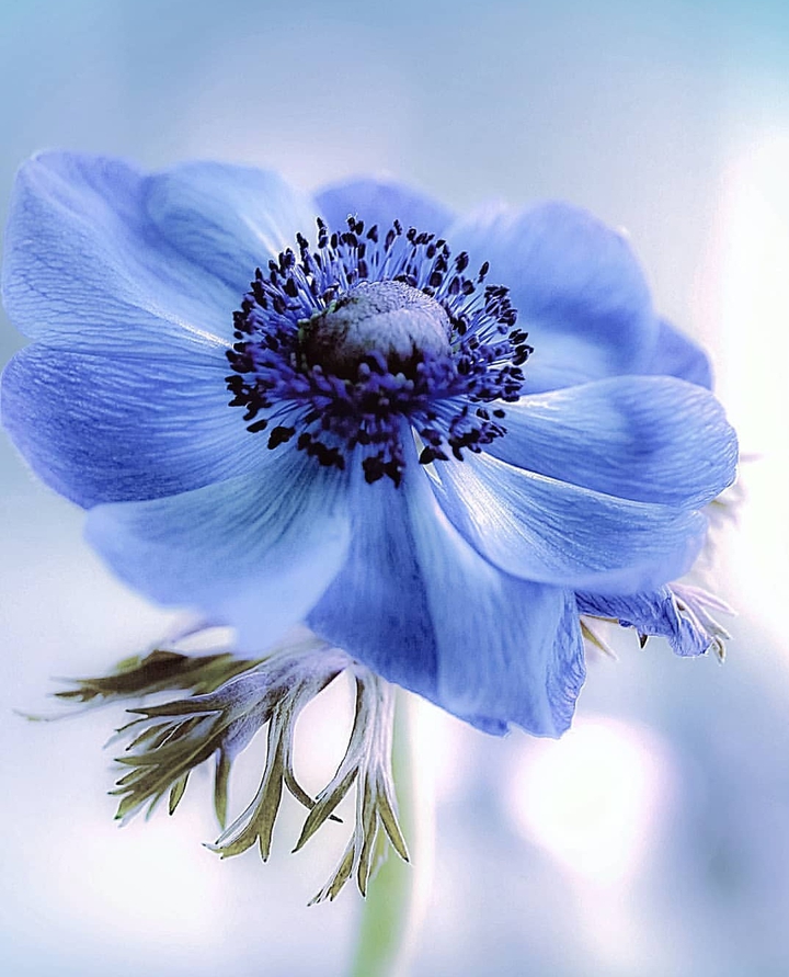 Anemone