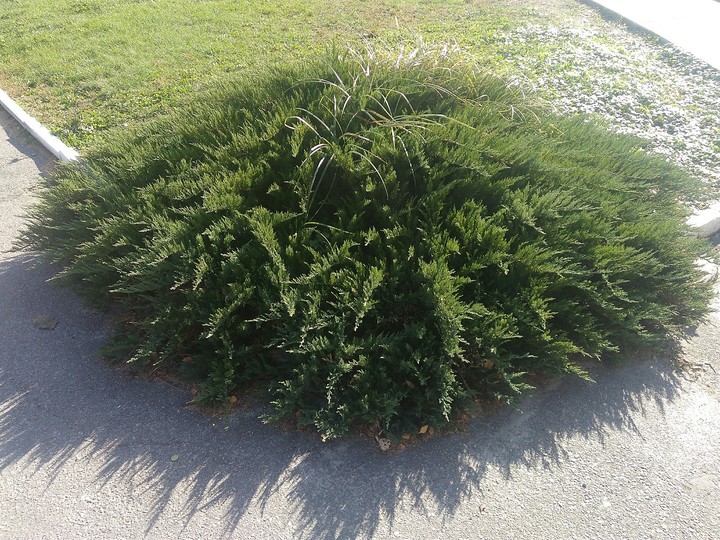 bush