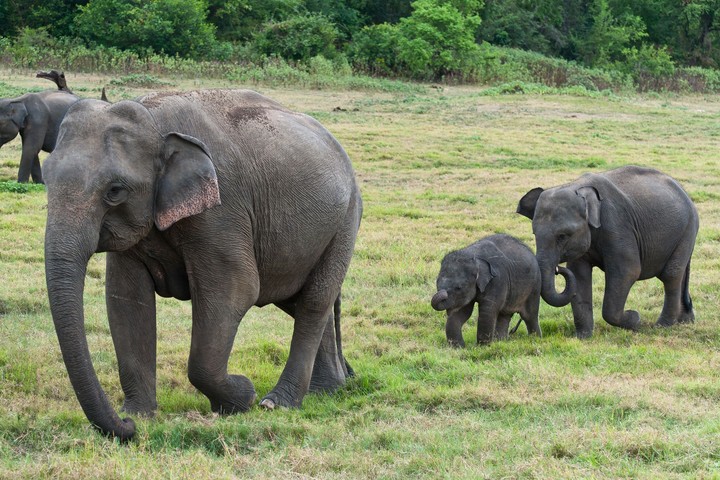 Elephants