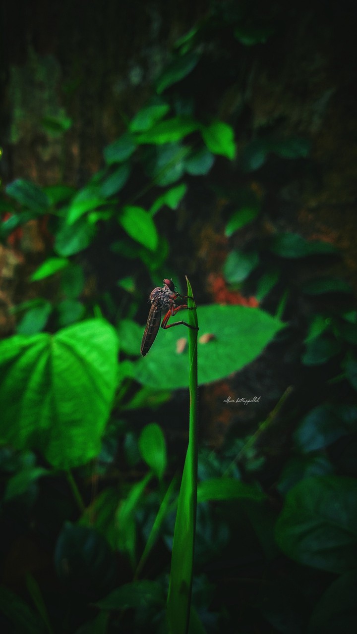 insect