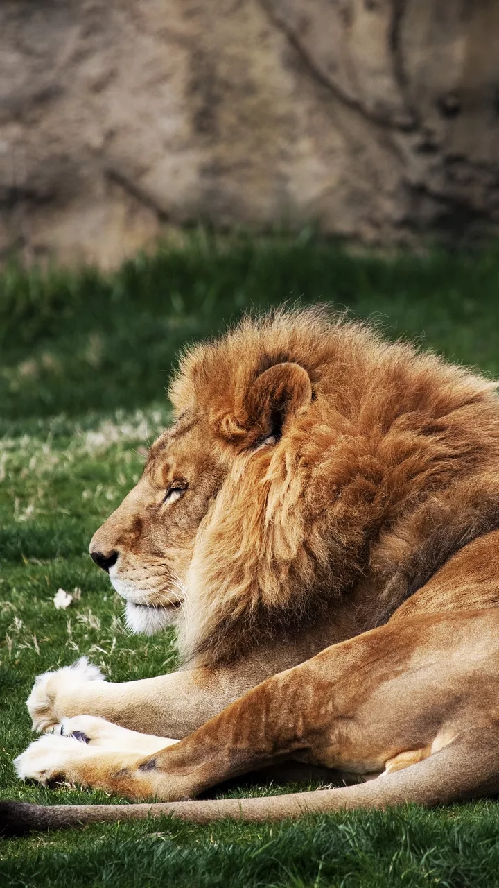 Lion