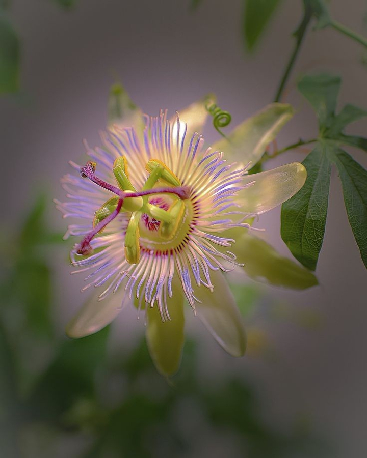 passion flower
