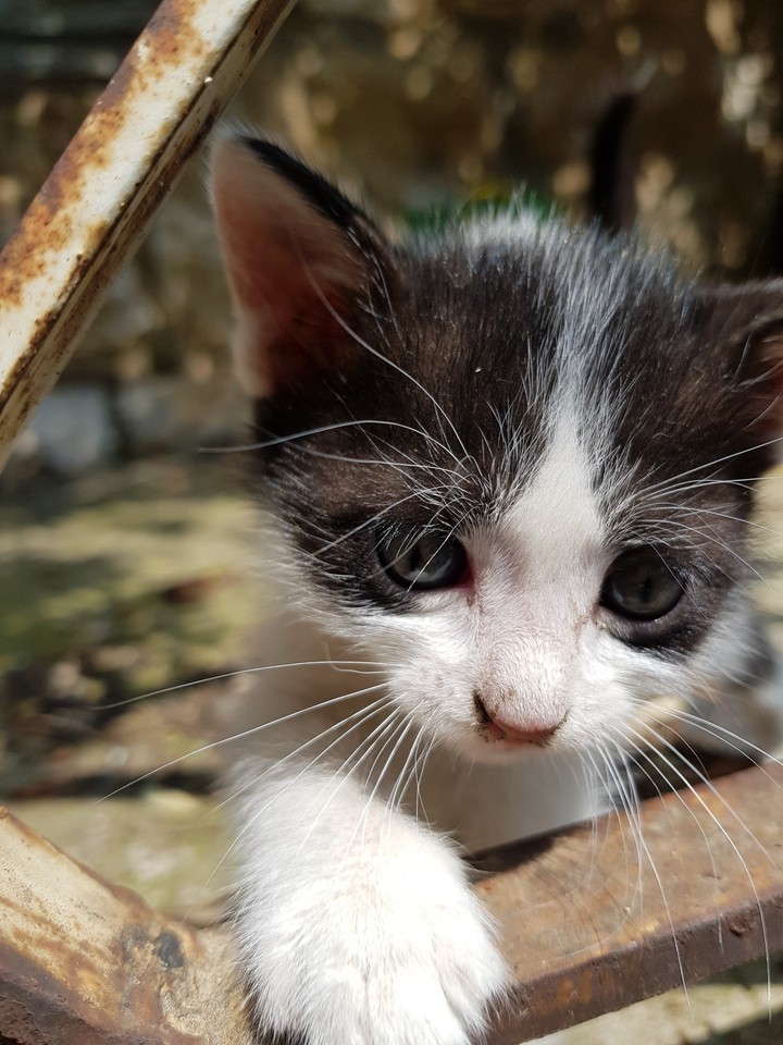 cat