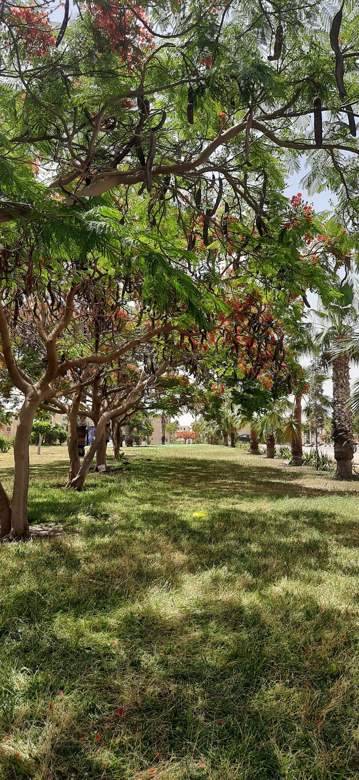 garden