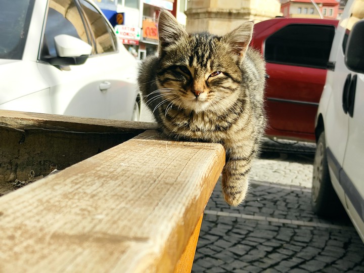 kedi
