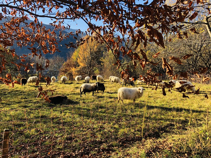 sheeps