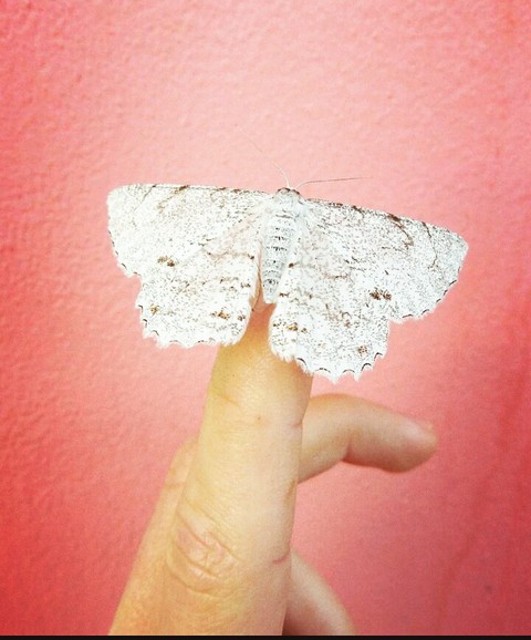 Borboleta