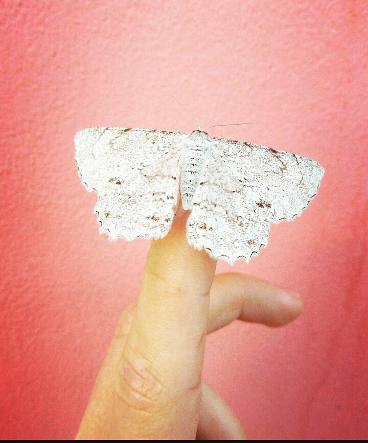 Borboleta
