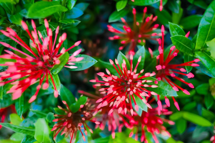 Needle flower