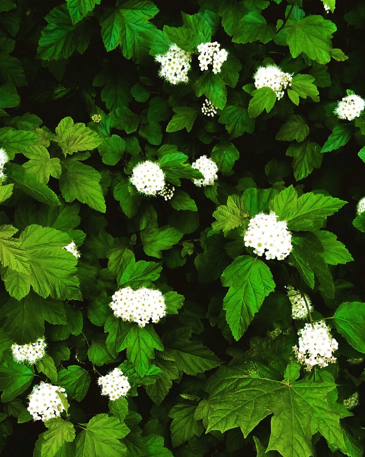 flowers ;)