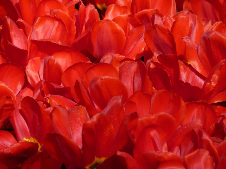 tulip