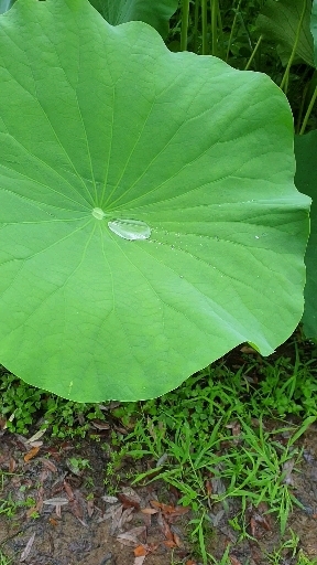 Lotus in  the  rain