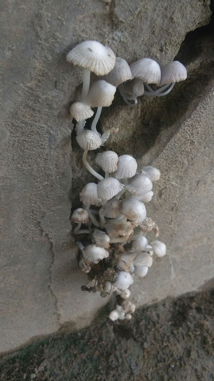 Mushroom