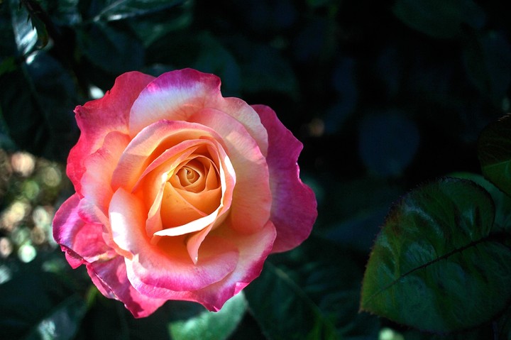 rose 3