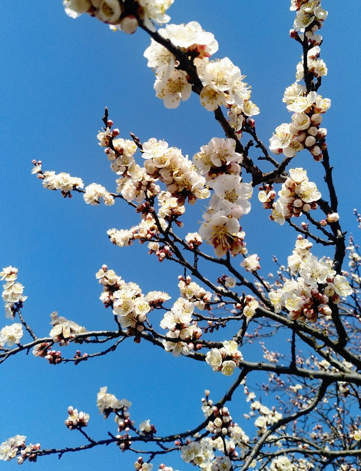 Spring)))