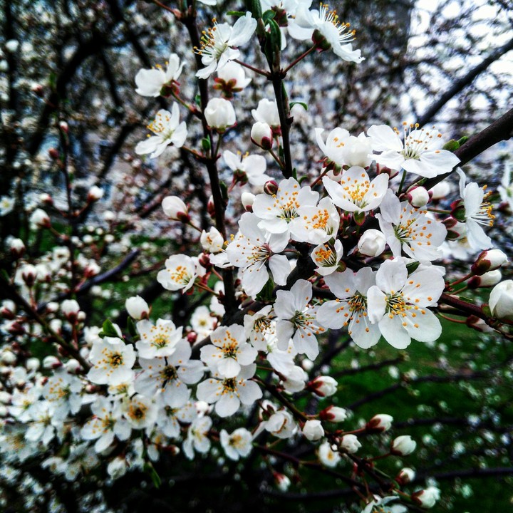 Spring flowers