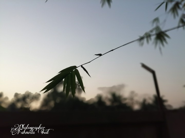 Bamboo leaves
