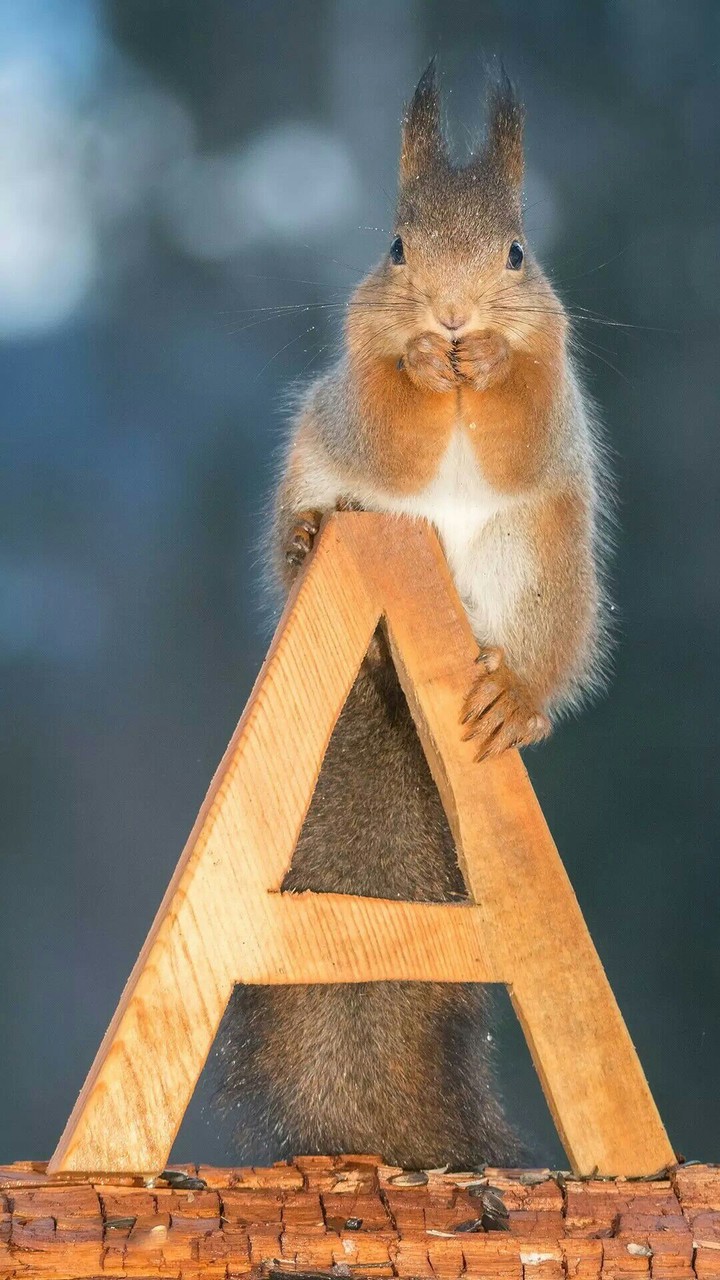 cute rabbit