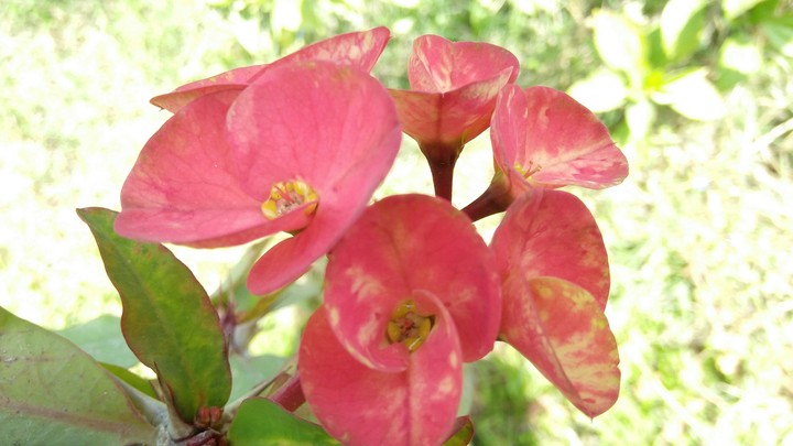 flowers