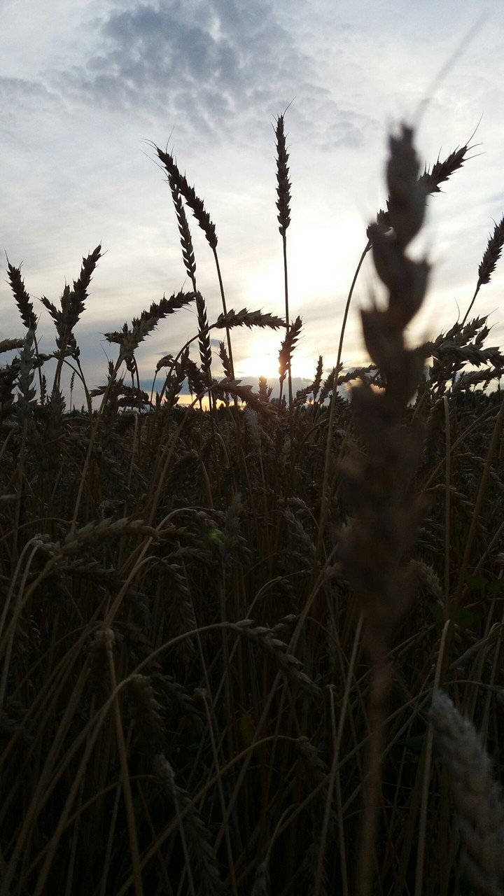 Field