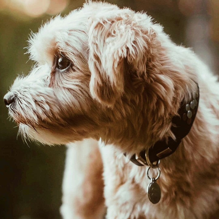 pet dog
