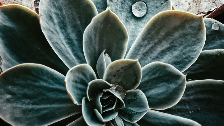 Succulent