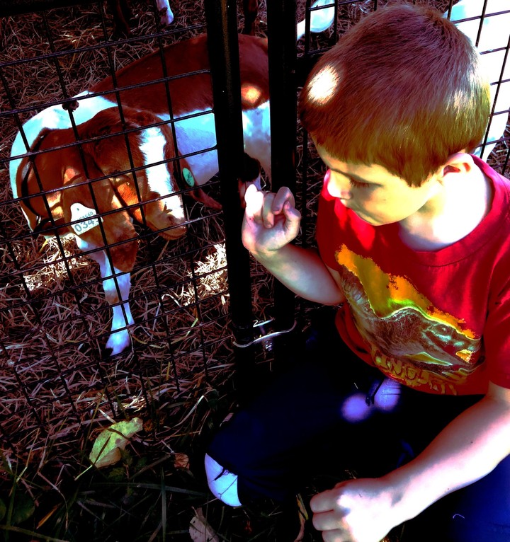my brother's goat