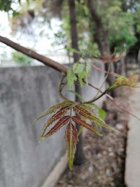 leaf