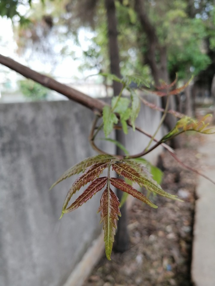 leaf