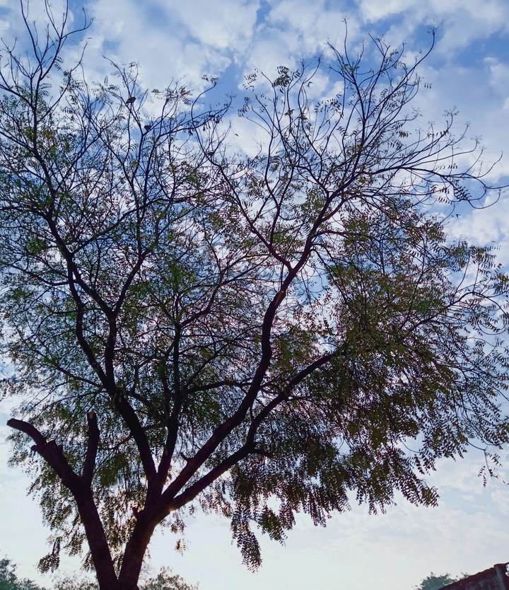 backyard tree # memories