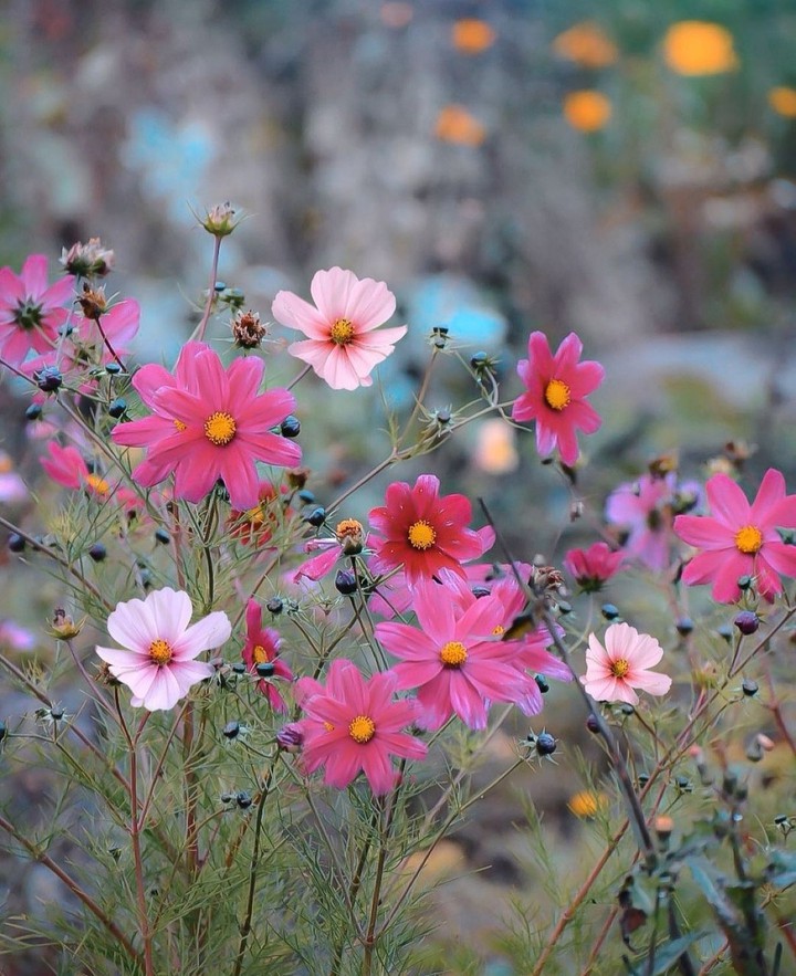in the meadow...