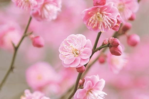 delicate pink blossoms