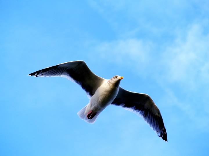 Möve