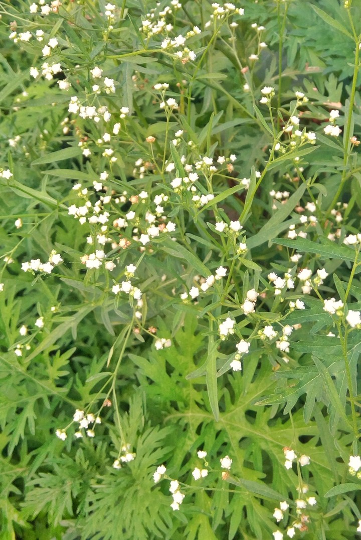 Nature-(1)
