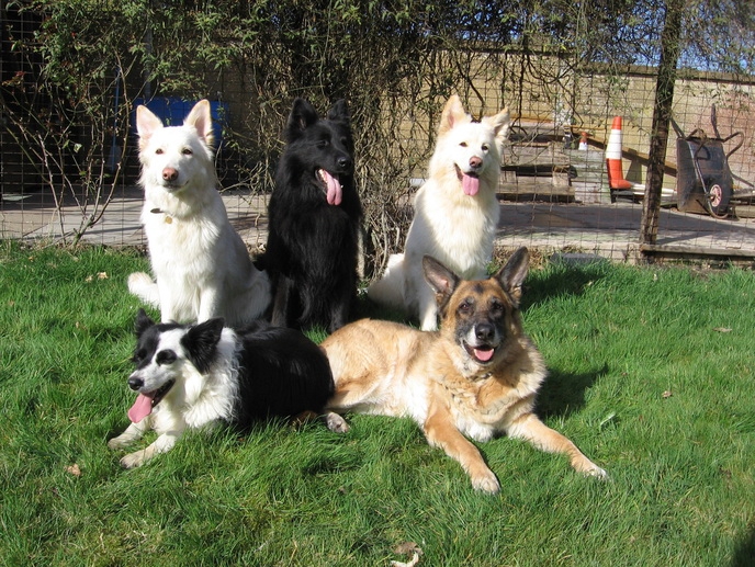 types of German Shepard