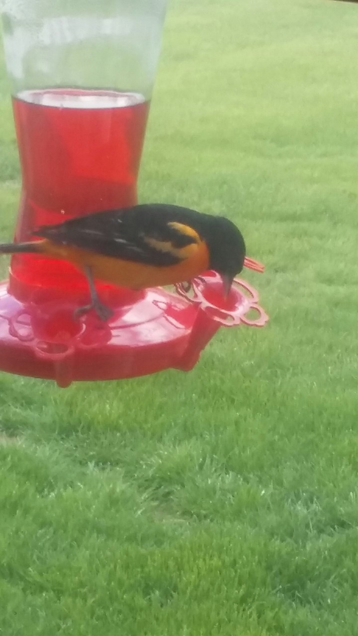 Any one know what type of bird this is?