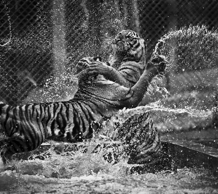 Tigers Fighting