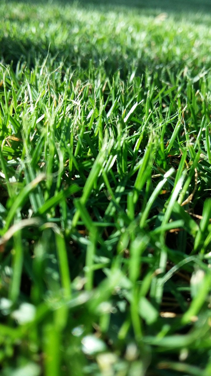 Grass