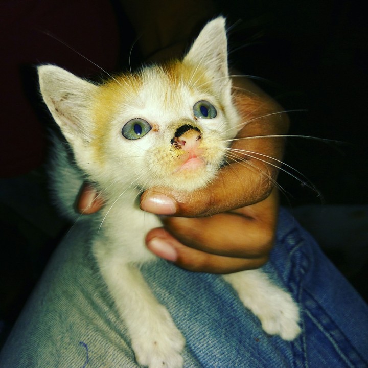 cat
