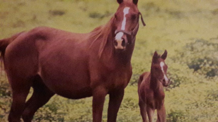 Mama mit Fohlen