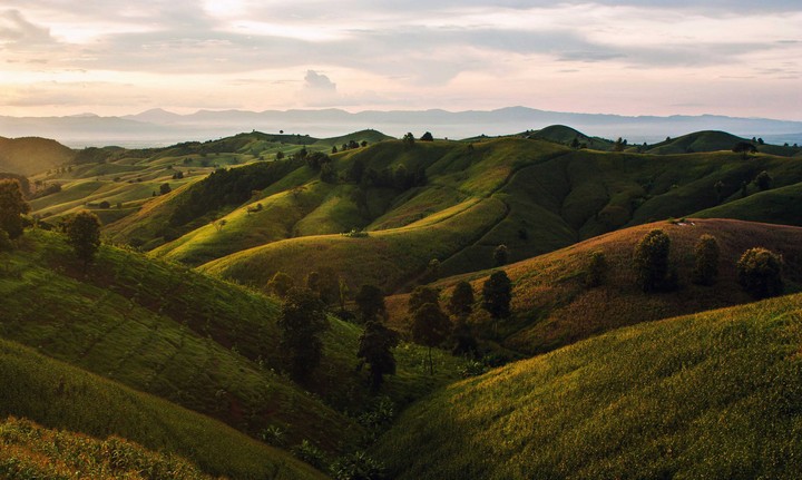 trees on hills